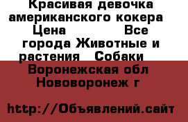 Красивая девочка американского кокера › Цена ­ 35 000 - Все города Животные и растения » Собаки   . Воронежская обл.,Нововоронеж г.